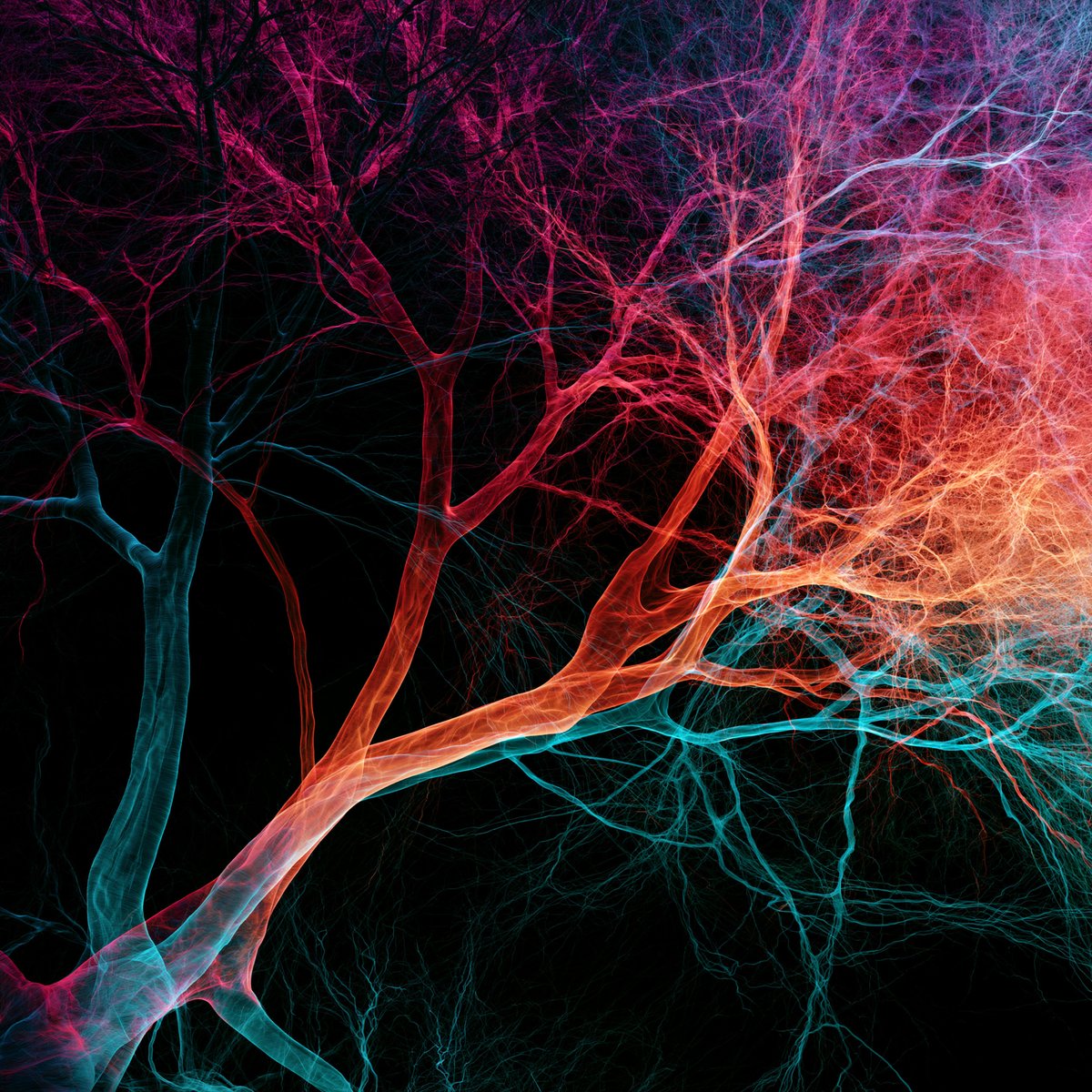 Fractal vascular branching