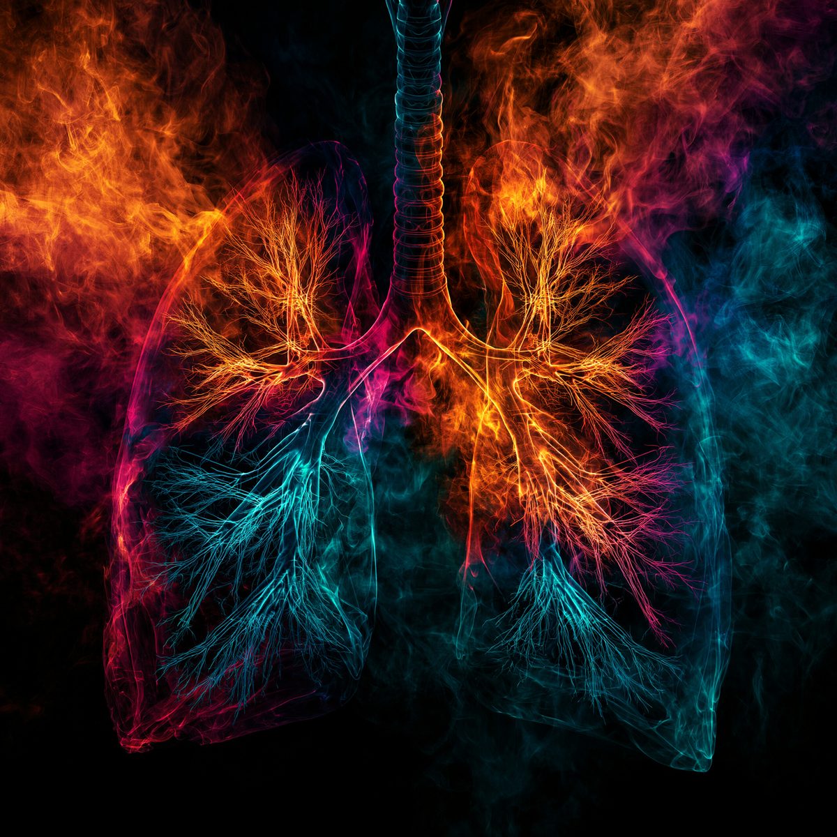 Fractal branching of the lungs