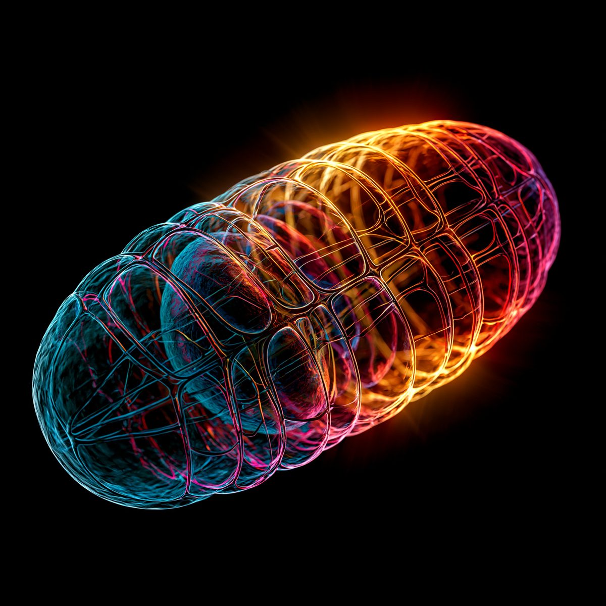 Mitochondrion — fractal folds of membrane